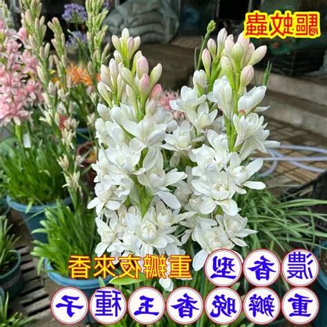 晚香玉 種植